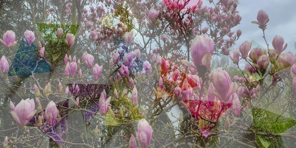 dwa zdjęcia nałożone na siebie: magnolia i karteczki post-it z powodami wdzięczności